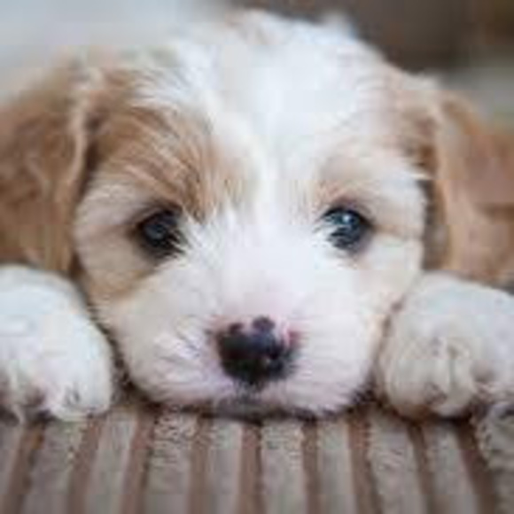 puppiesrock456